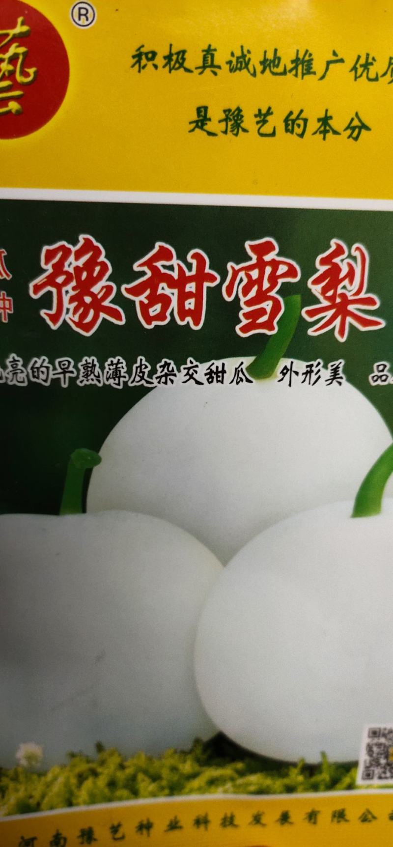 甜瓜种子杂交种豫甜雪梨：早熟薄皮甜瓜品种成熟白如玉