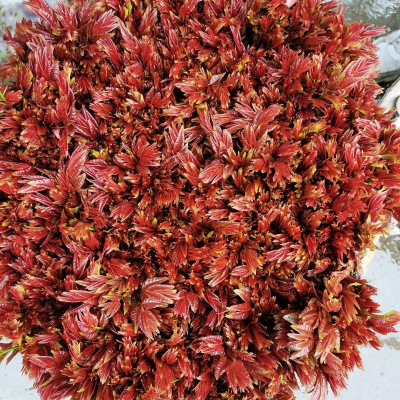 达州大竹精品红香椿已登场欢迎你的来电量大从优