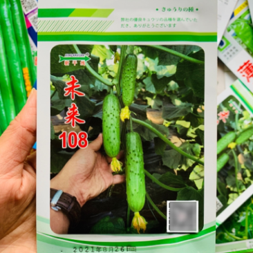 耐热耐寒未来108全雌水果黄瓜种子抗病高产节节有瓜