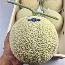 山东万亩网纹瓜产区鲁厚甜一号牛三专业供应专业控品