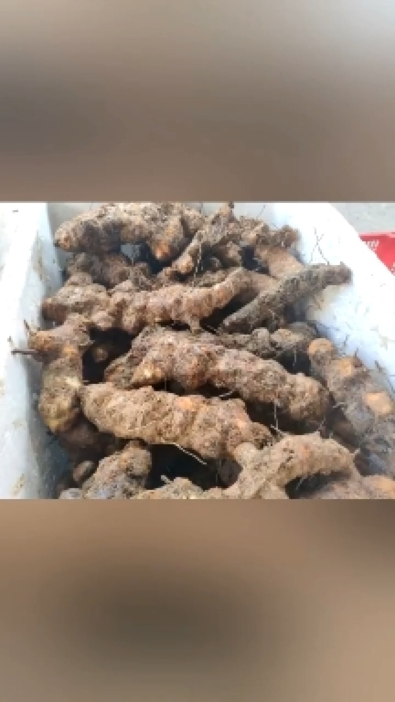 土茯苓量大从优纯野生高含量优质清白无霉烂