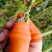 采摘钳批发采摘神器摘花椒摘草莓摘樱桃摘枇杷摘蔬菜刀