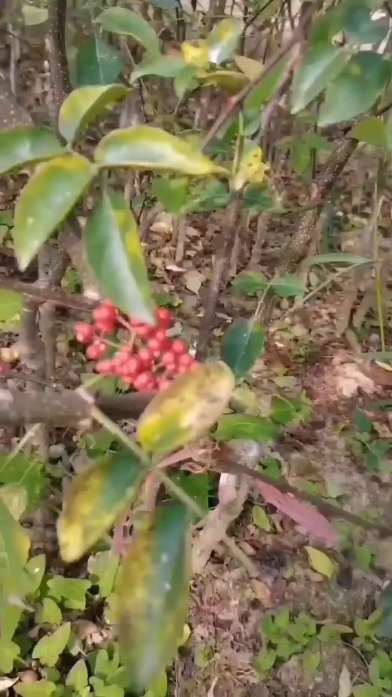 花椒苗，大红袍，狮子头，现货需要联系，货源充足