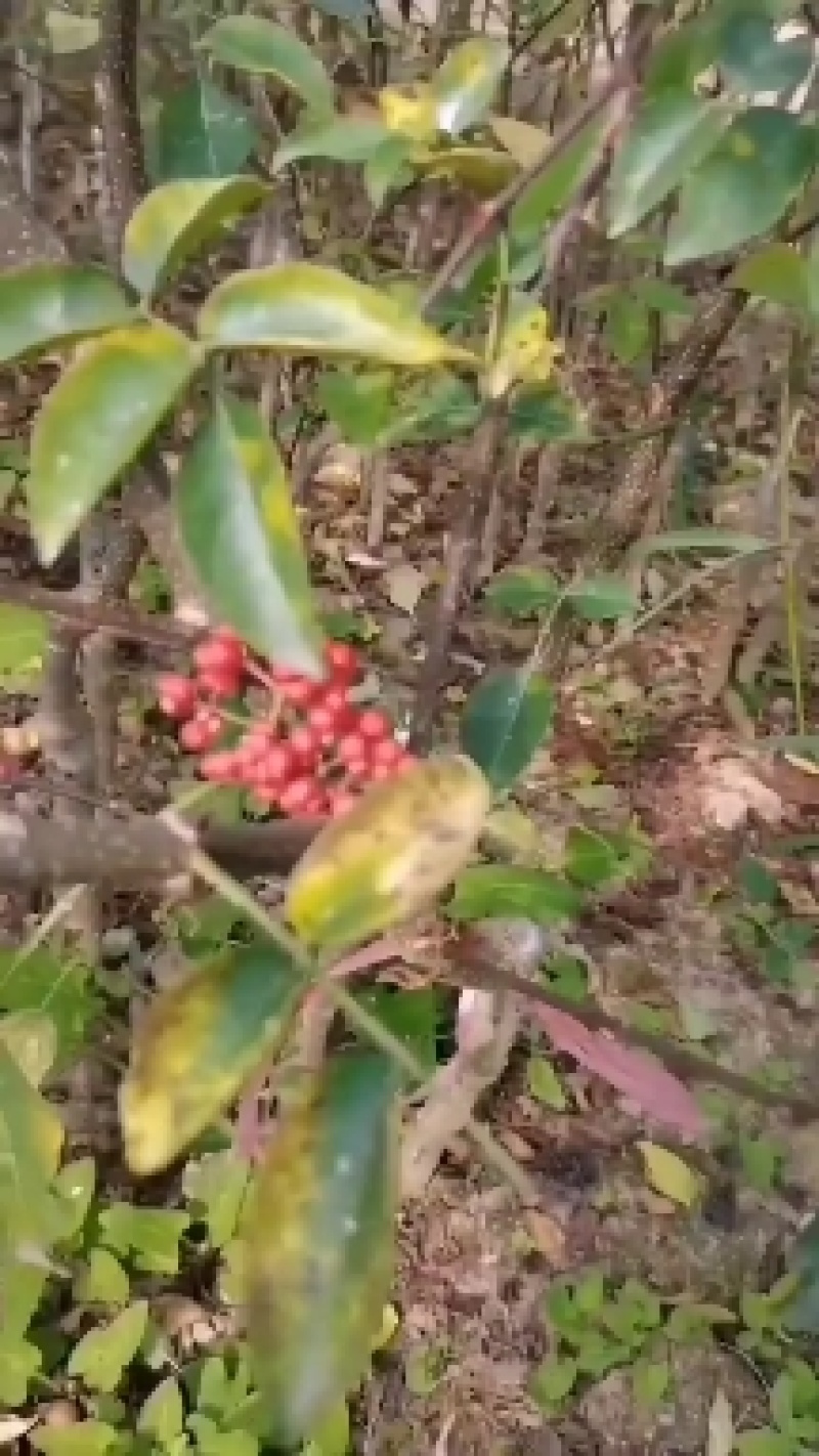 花椒苗，大红袍，狮子头，现货需要联系，货源充足