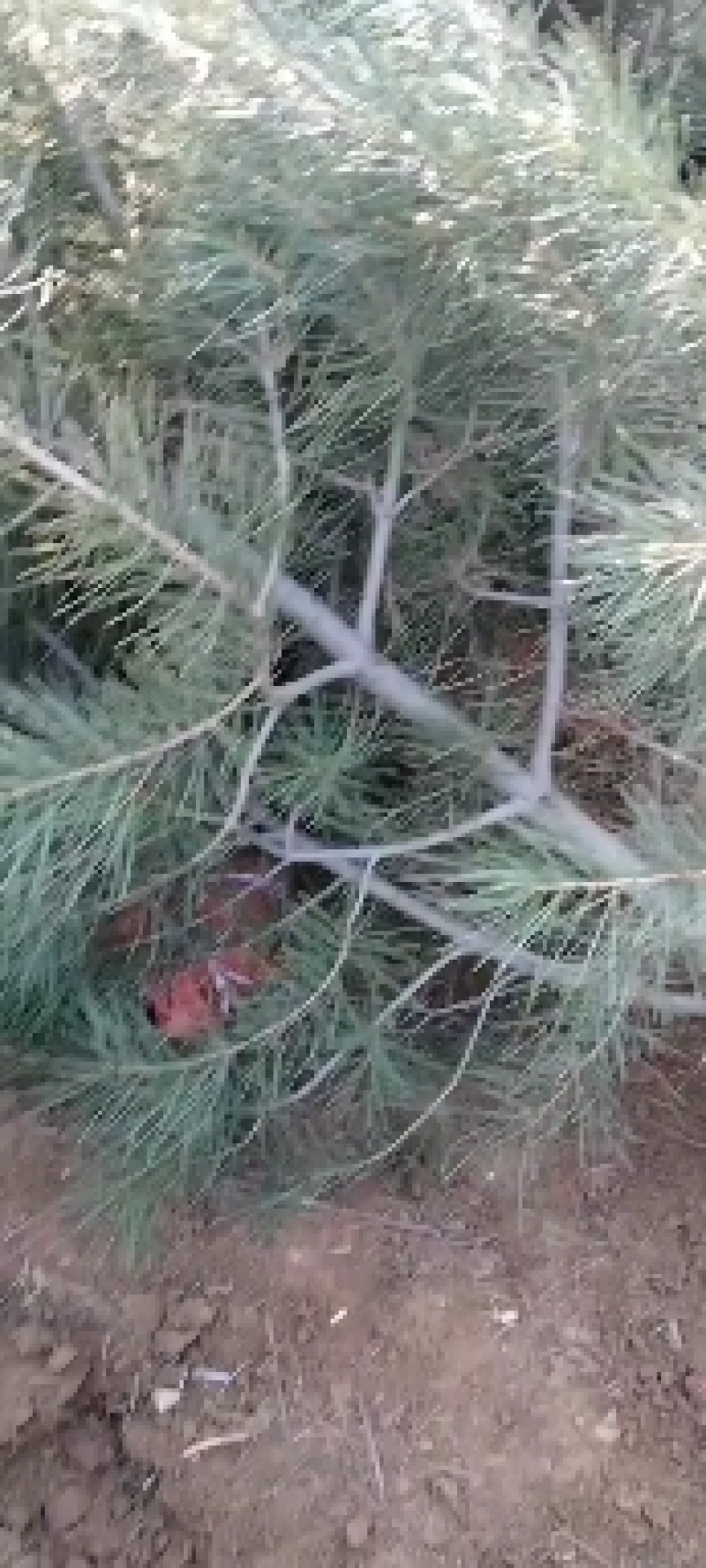 山西运城绛县-松树-白皮松，杯子白皮苗圃直供欢迎咨询