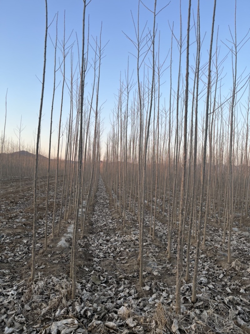 各种规格107杨树