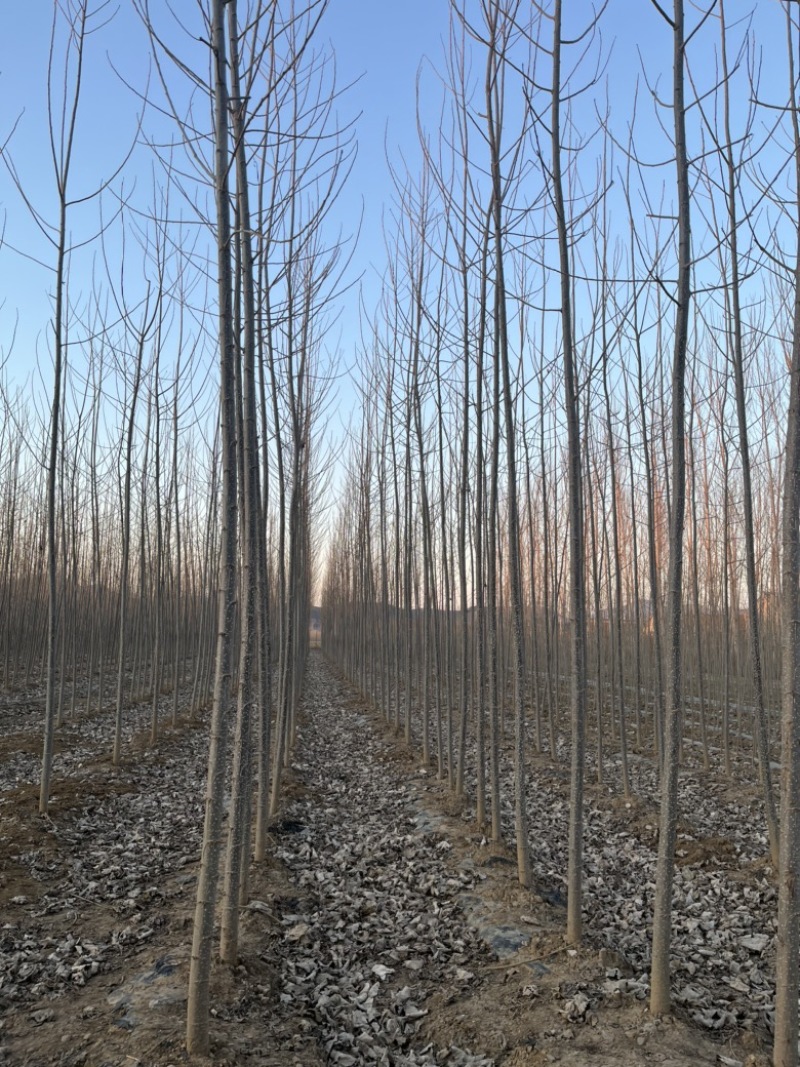 各种规格107杨树