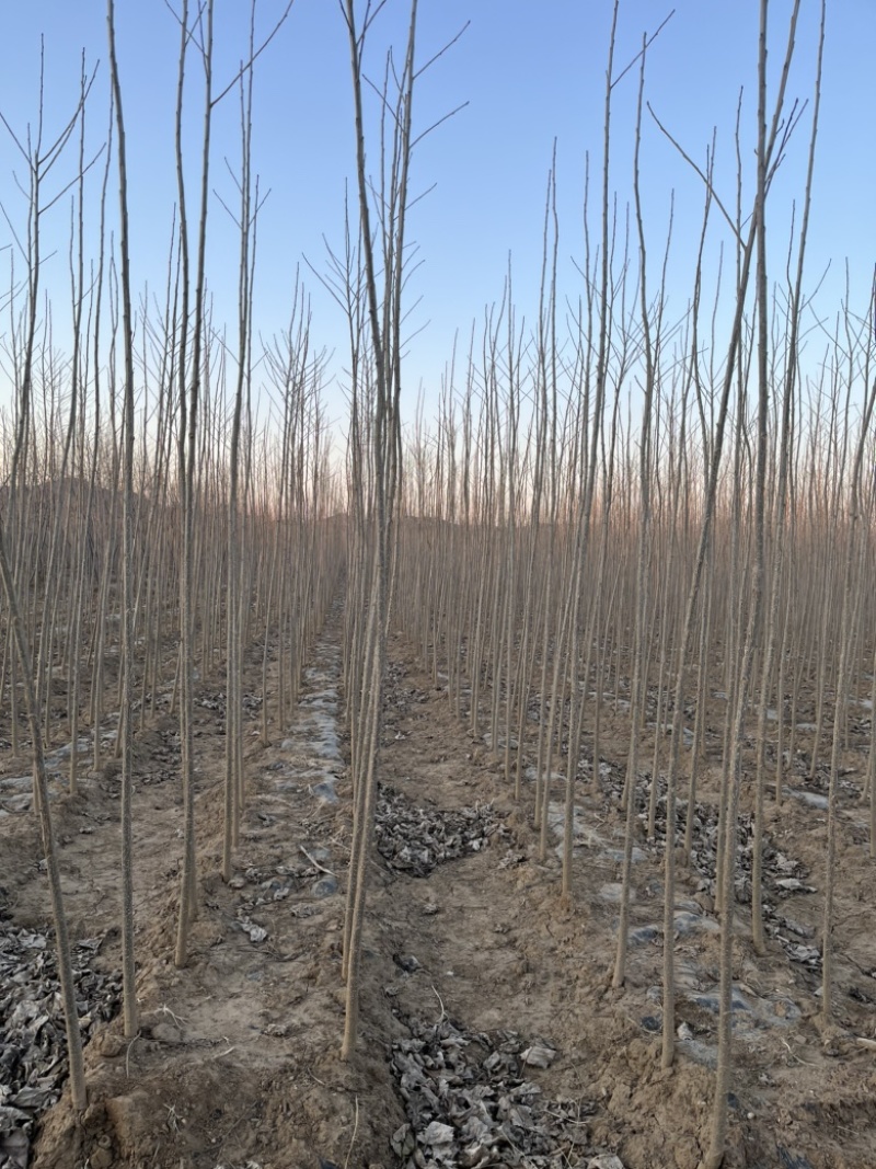 各种规格107杨树