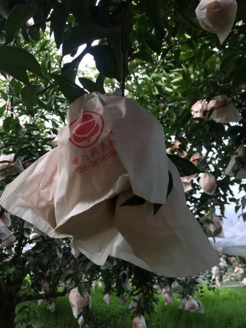 一年一度的“耙耙柑、脐橙”熟了，鲜货供应，好吃不贵欢迎采
