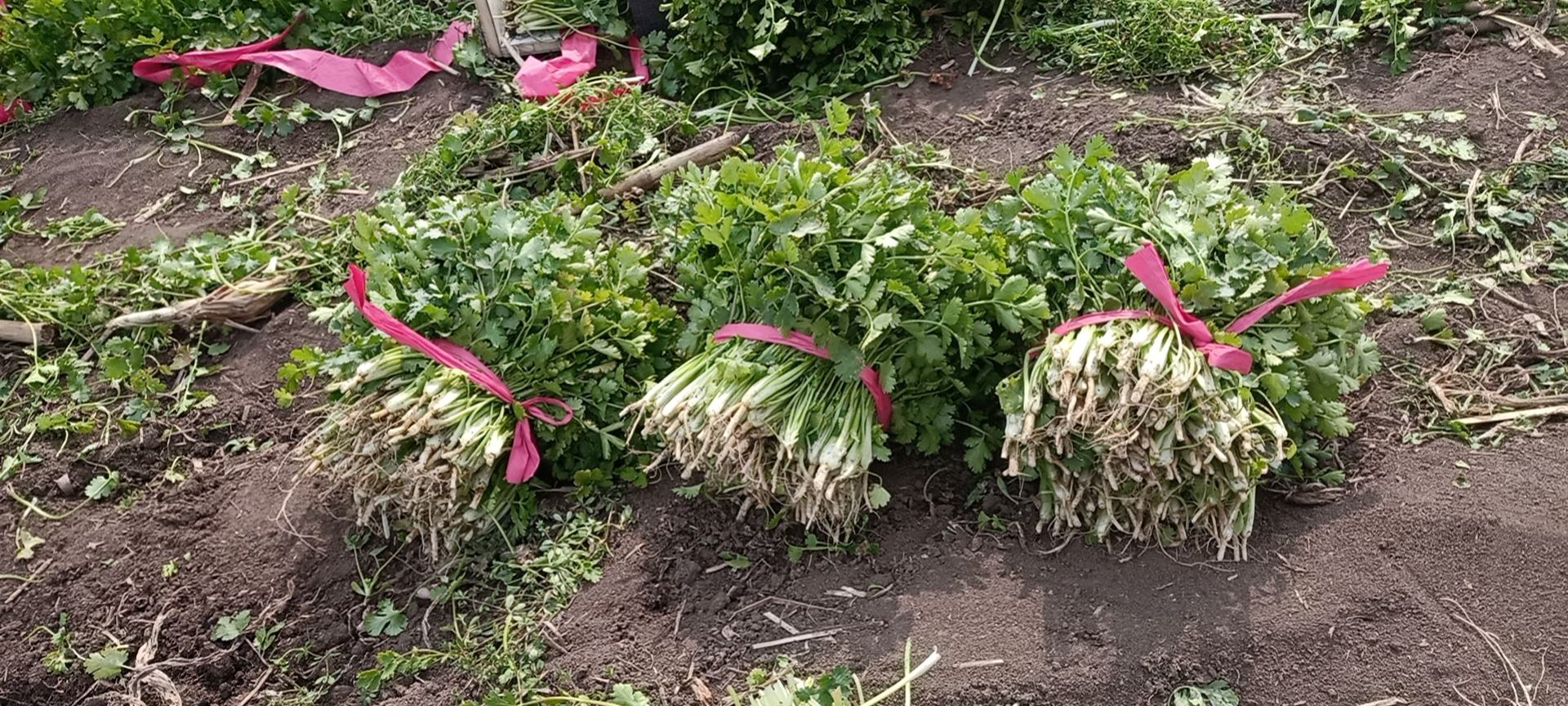 香菜在健康餐盘中的搭配展示