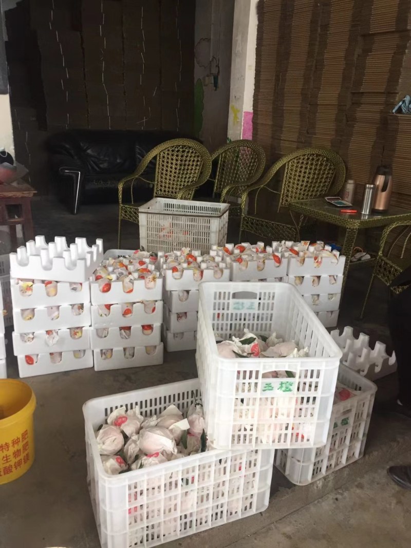 【基地直发】一年一度的“耙耙柑、脐橙”熟了，鲜货供应，好