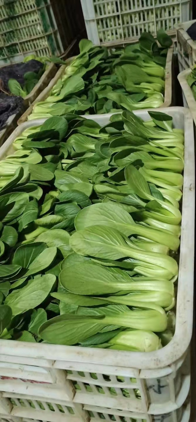 （店铺推荐）曹县上海青大量上市基地直发自有冷库货源充