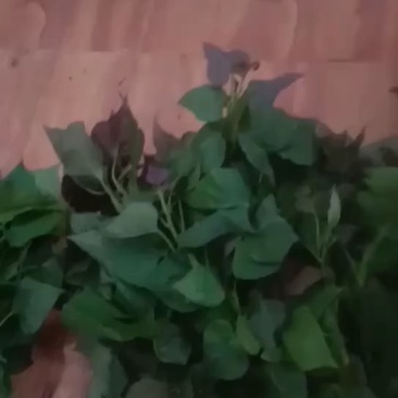 大量供应，烟薯25，密薯，西瓜红，玛莎拉，哈密，板栗薯等