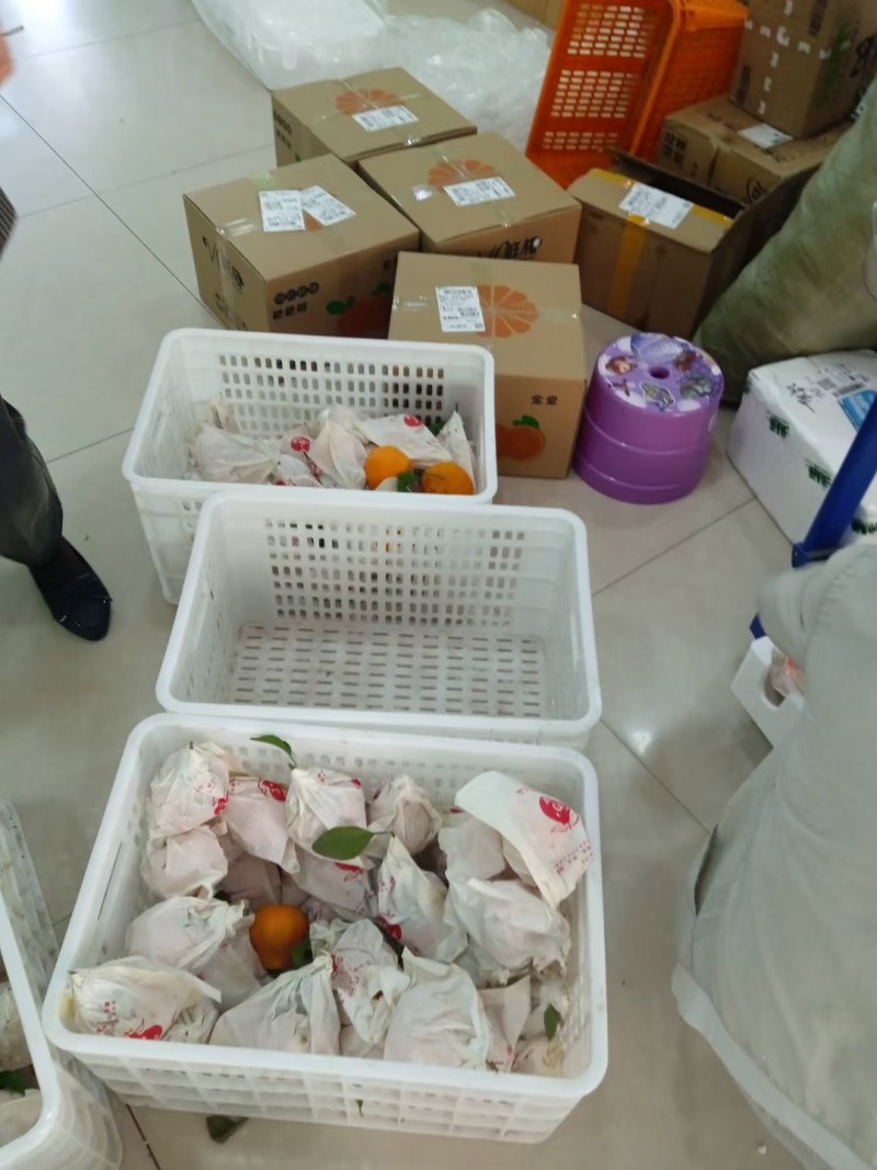 【基地直发】一年一度的“耙耙柑、脐橙”熟了，鲜货供应，好