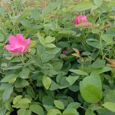 丰花月季优质月季盆苗产地直供欢迎实地看货