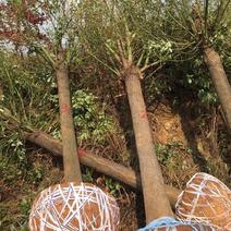 安徽大型香樟树绿化工程苗木庭院种植驱蚊四季常青