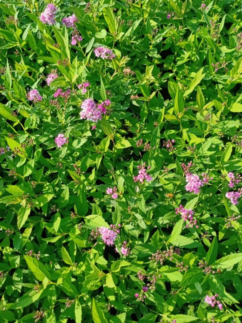 粉花绣线菊绣线菊死苗补发量大可以优惠