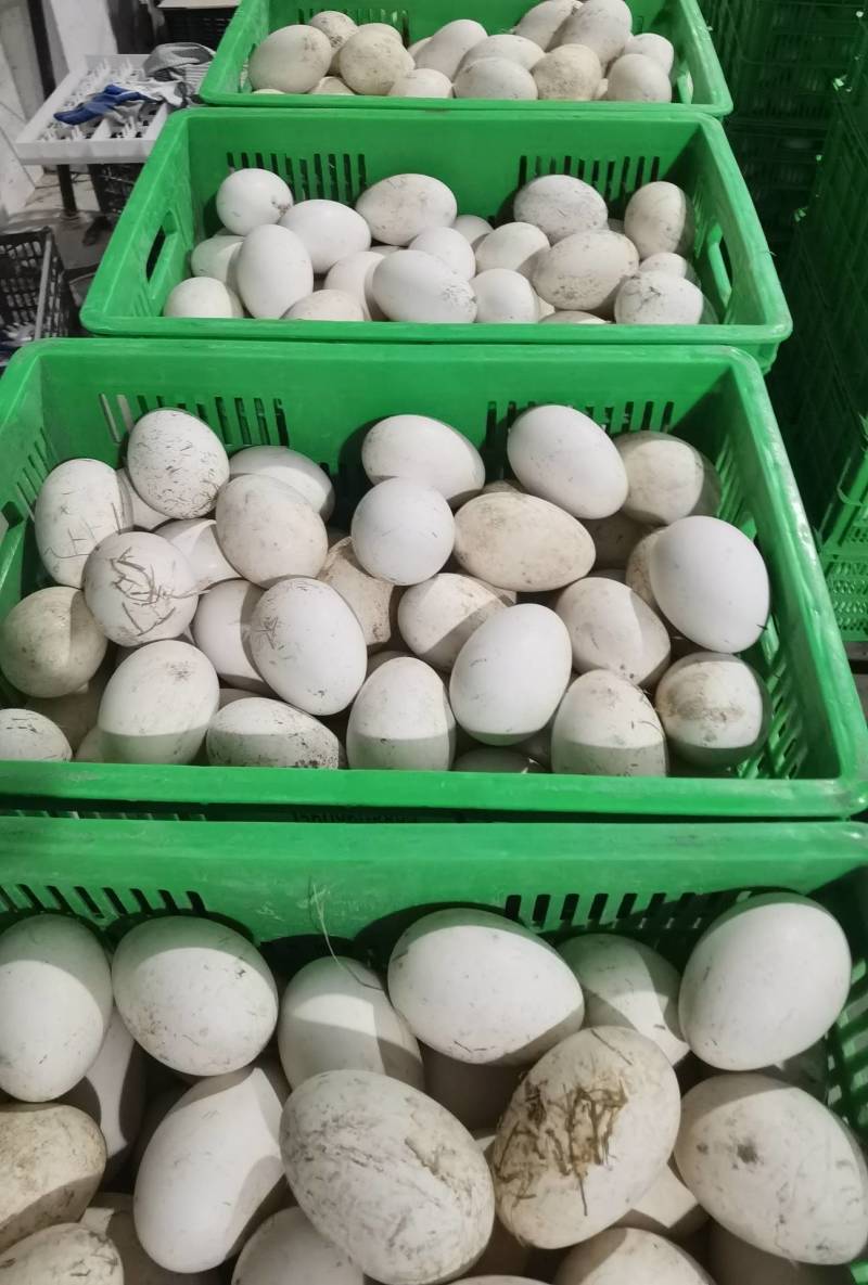 新鲜鹅蛋双黄蛋安徽基地直供质量保证量大价优欢迎订购