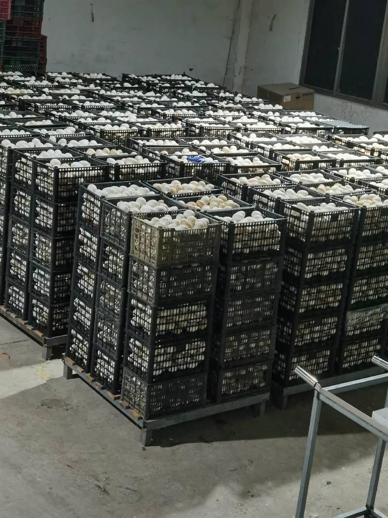 新鲜鹅蛋双黄蛋安徽基地直供质量保证量大价优欢迎订购