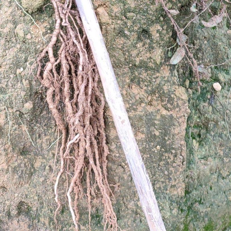 巴戟天主产地郁南县千官镆