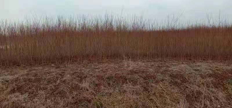 【好货推荐】毛桃苗实生苗占地用苗桃苗2公分桃苗