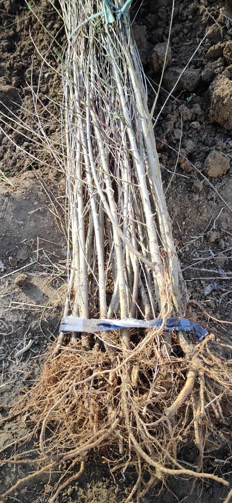 【好货推荐】毛桃苗实生苗占地用苗桃苗2公分桃苗