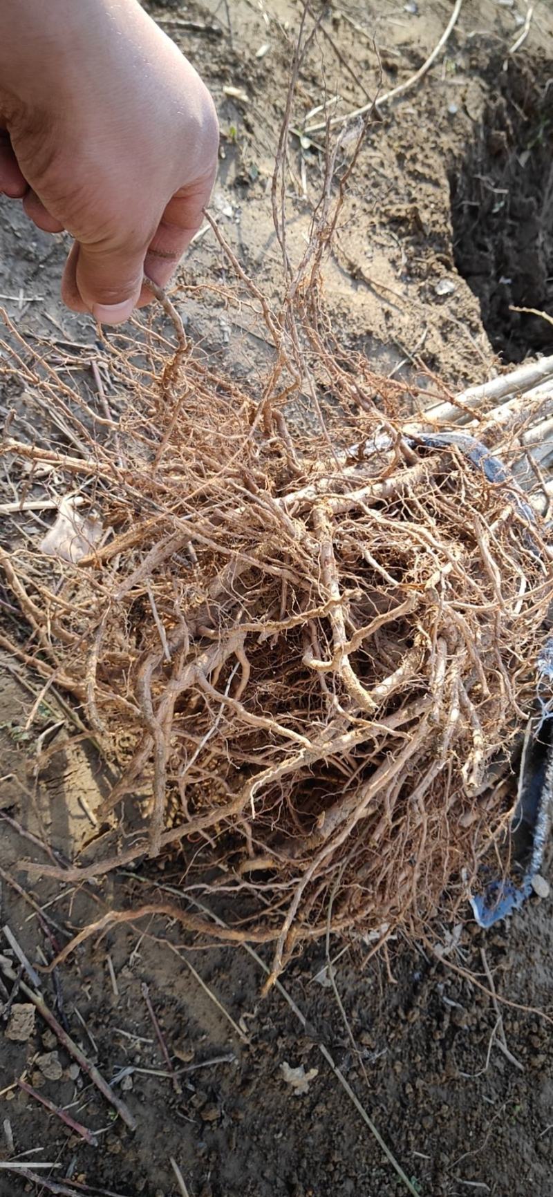 【好货推荐】毛桃苗实生苗占地用苗桃苗2公分桃苗