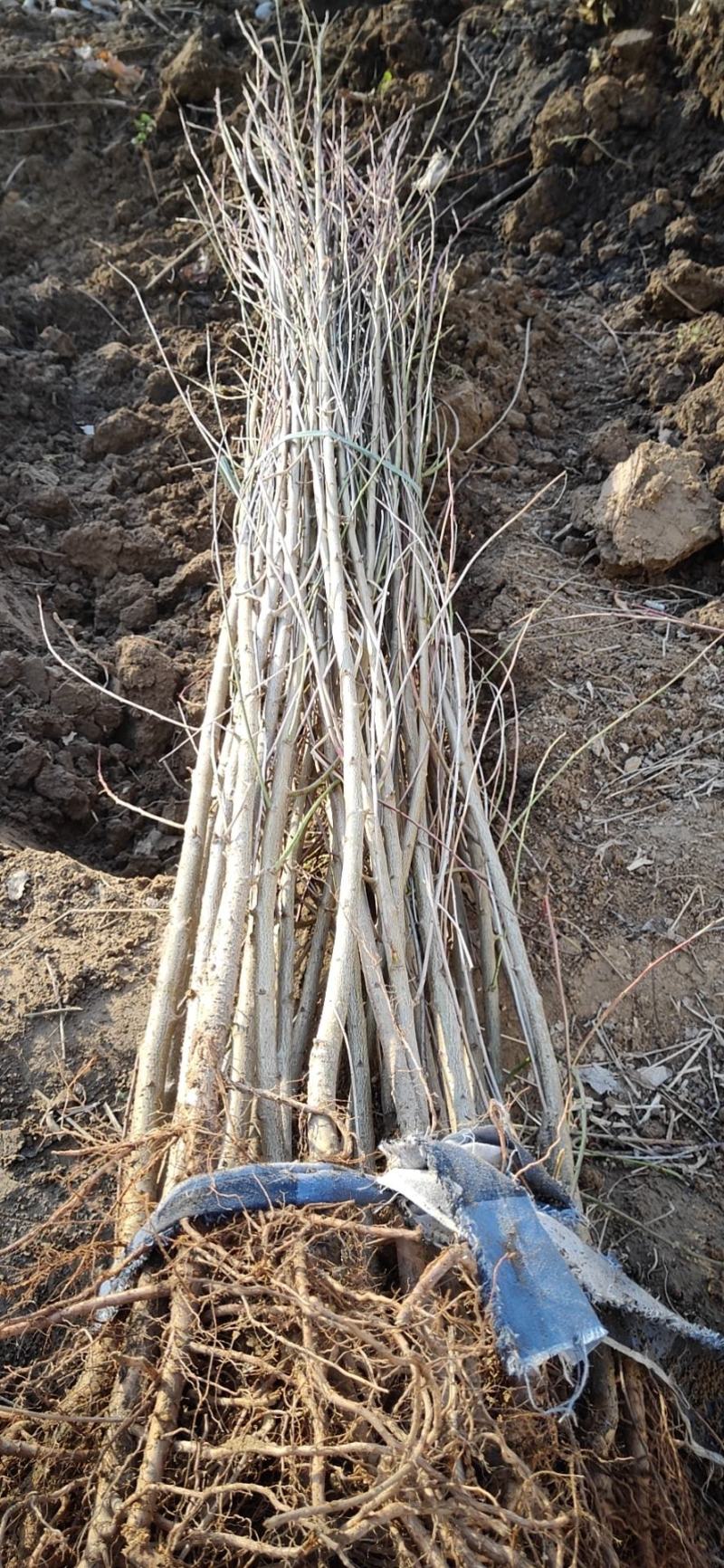 【好货推荐】毛桃苗实生苗占地用苗桃苗2公分桃苗
