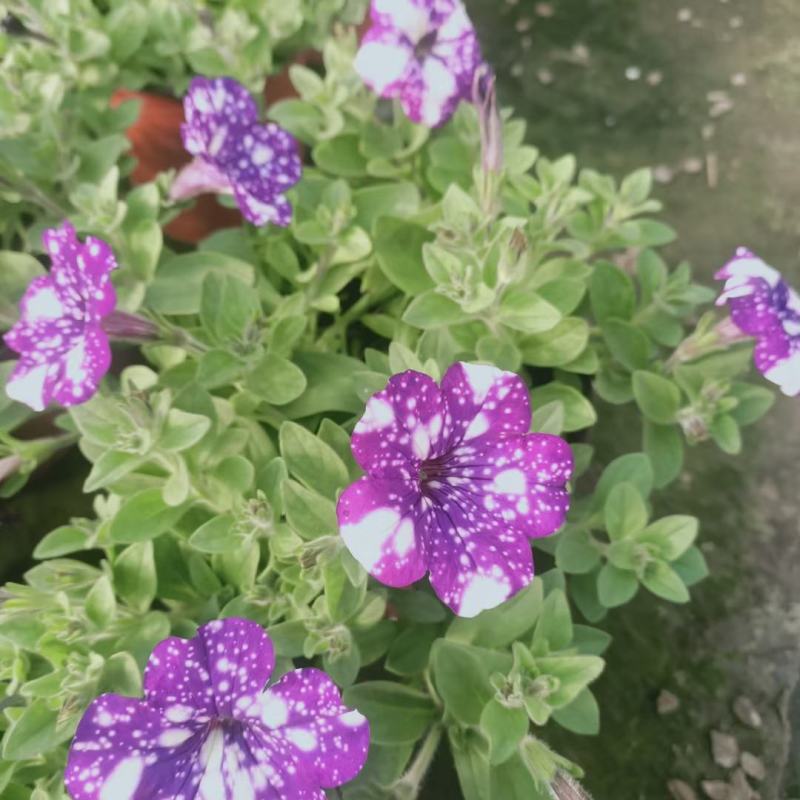五彩牵牛优质牵牛花大量有货支持实地看货