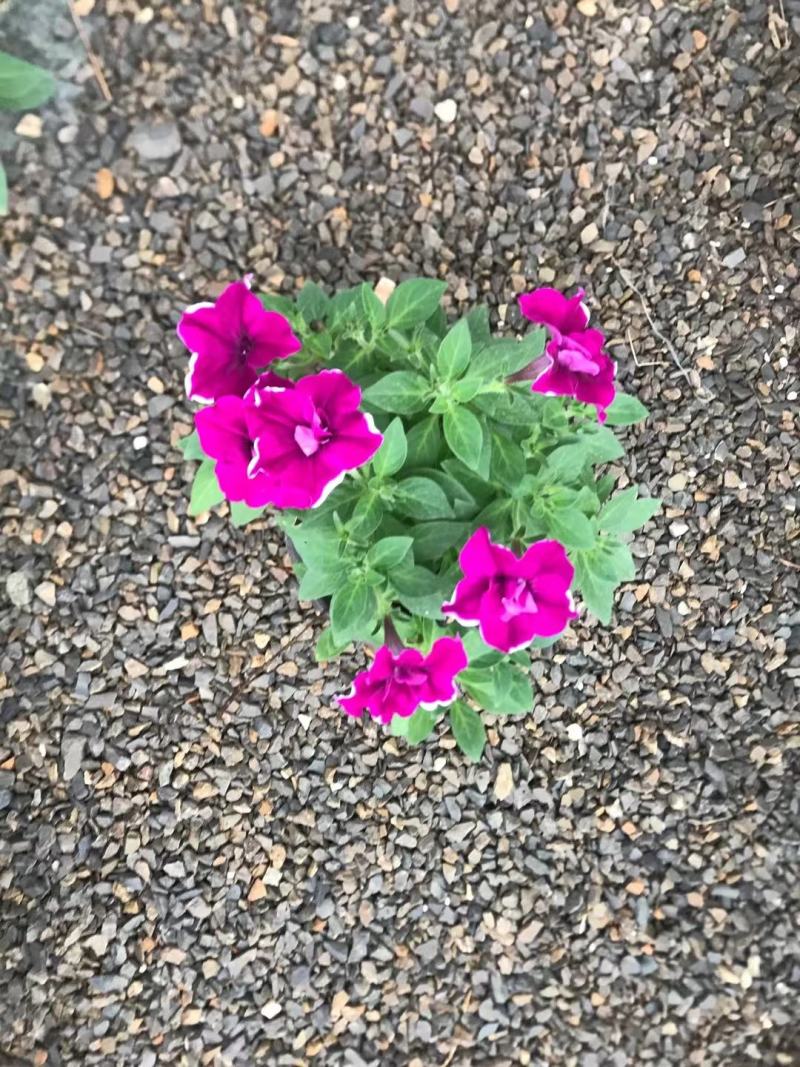 五彩牵牛优质牵牛花大量有货支持实地看货