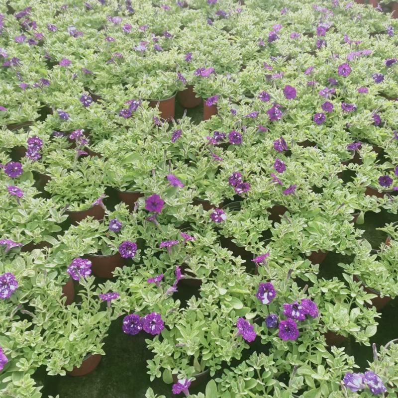 五彩牵牛优质牵牛花大量有货支持实地看货