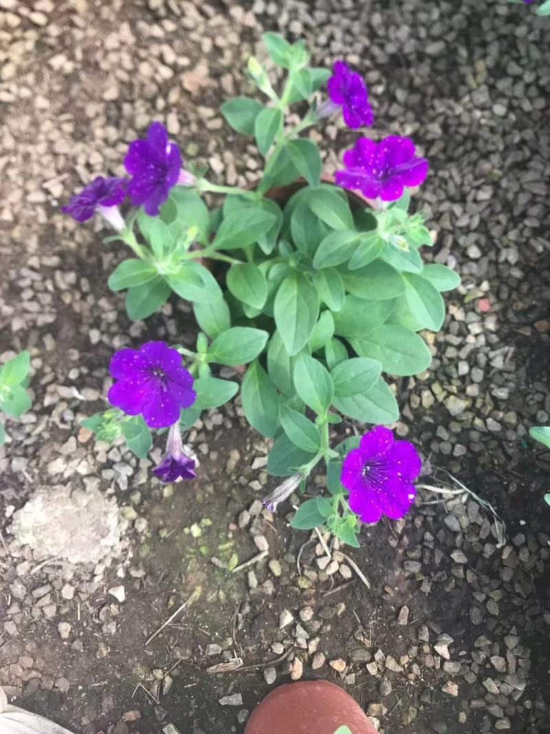 五彩牵牛优质牵牛花大量有货支持实地看货