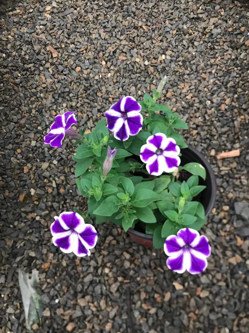 五彩牵牛优质牵牛花大量有货支持实地看货