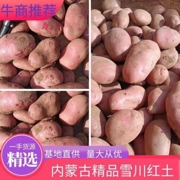 内蒙古土豆红皮土豆三优雪川红产地直销欢迎采购咨询