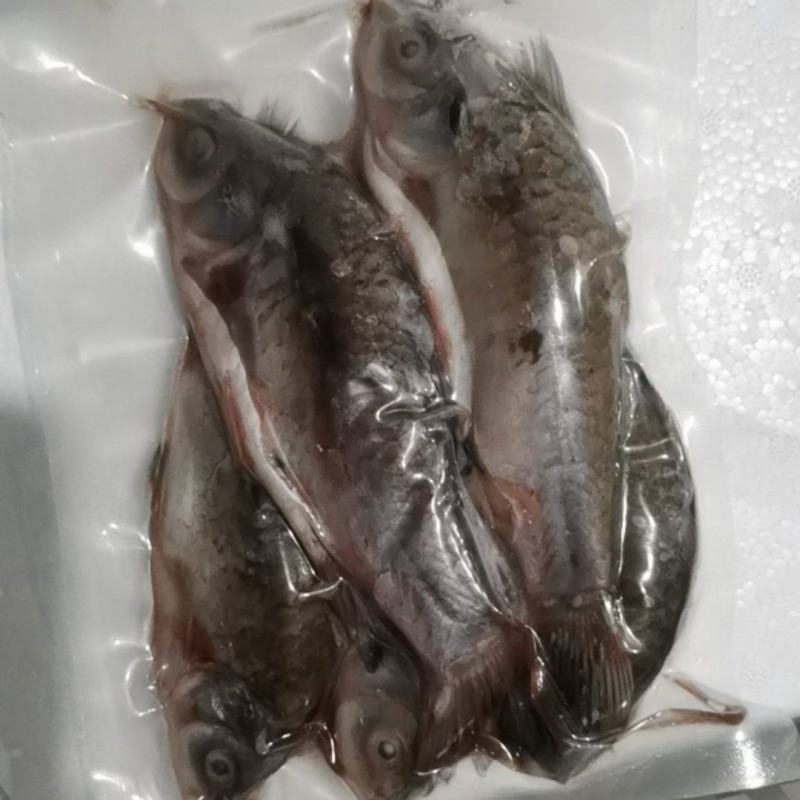 【速冻发货】微山湖原生鲫鱼，自然生长，活鱼现杀，发货全国