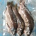 【速冻发货】微山湖原生鲫鱼，自然生长，活鱼现杀，发货全国