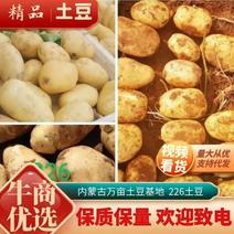 内蒙古武川土豆，品种齐全，价格合理，服务第一，226土豆