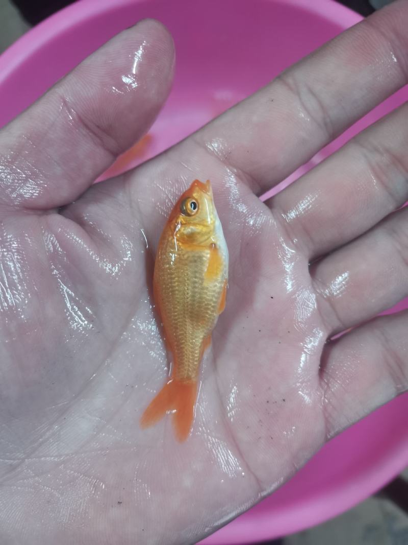 红鲤鱼苗，锦鲤，品种优良产地。技术支持全国发货！