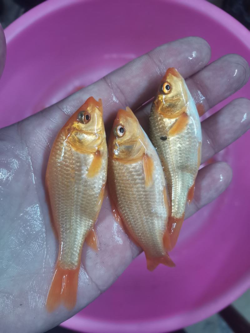红鲤鱼苗，锦鲤，品种优良产地。技术支持全国发货！