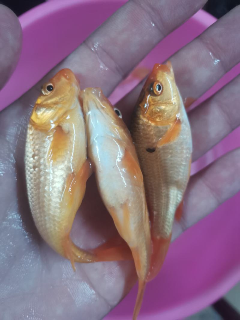 红鲤鱼苗，锦鲤，品种优良产地。技术支持全国发货！
