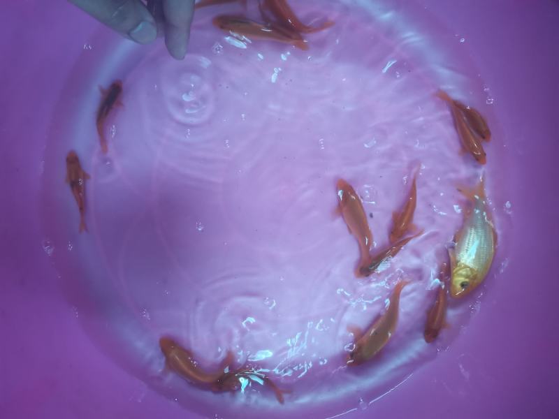 红鲤鱼苗，锦鲤，品种优良产地。技术支持全国发货！