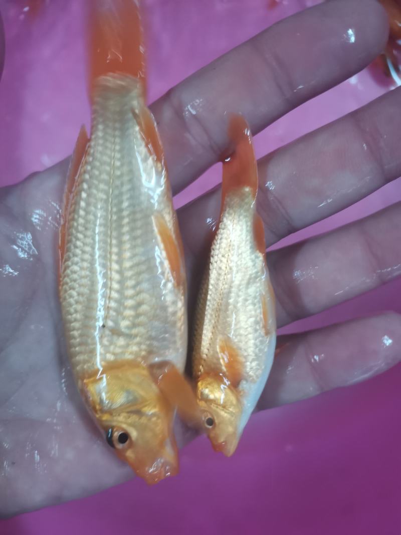 红鲤鱼苗，锦鲤，品种优良产地。技术支持全国发货！