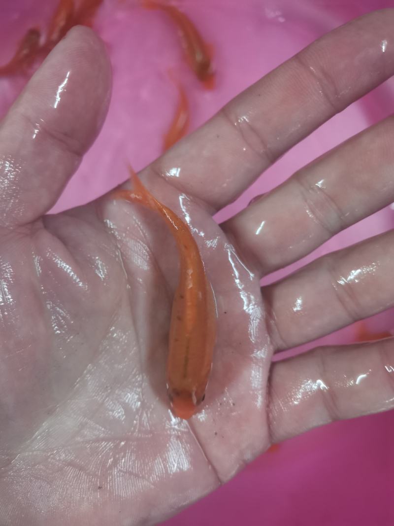 红鲤鱼苗，锦鲤，品种优良产地。技术支持全国发货！