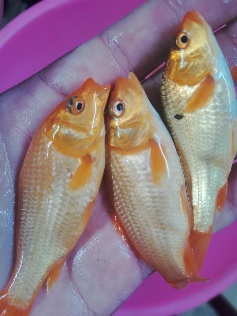 红鲤鱼苗，锦鲤，品种优良产地。技术支持全国发货！
