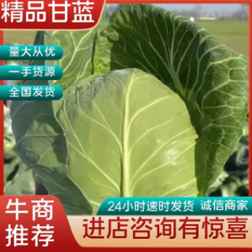 【推荐】河北唐山乐亭县包菜大头菜大量上市需要的联系