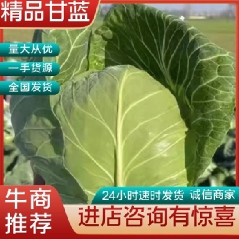 【推荐】河北唐山乐亭县包菜大头菜大量上市需要的联系
