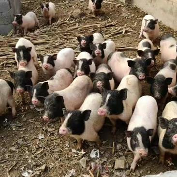 批发巴马香猪藏香猪种苗怀孕母猪商品猪质量保证全国发货