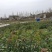 香樟小苗