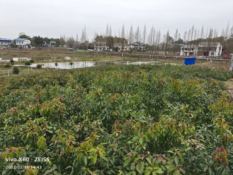 香樟小苗