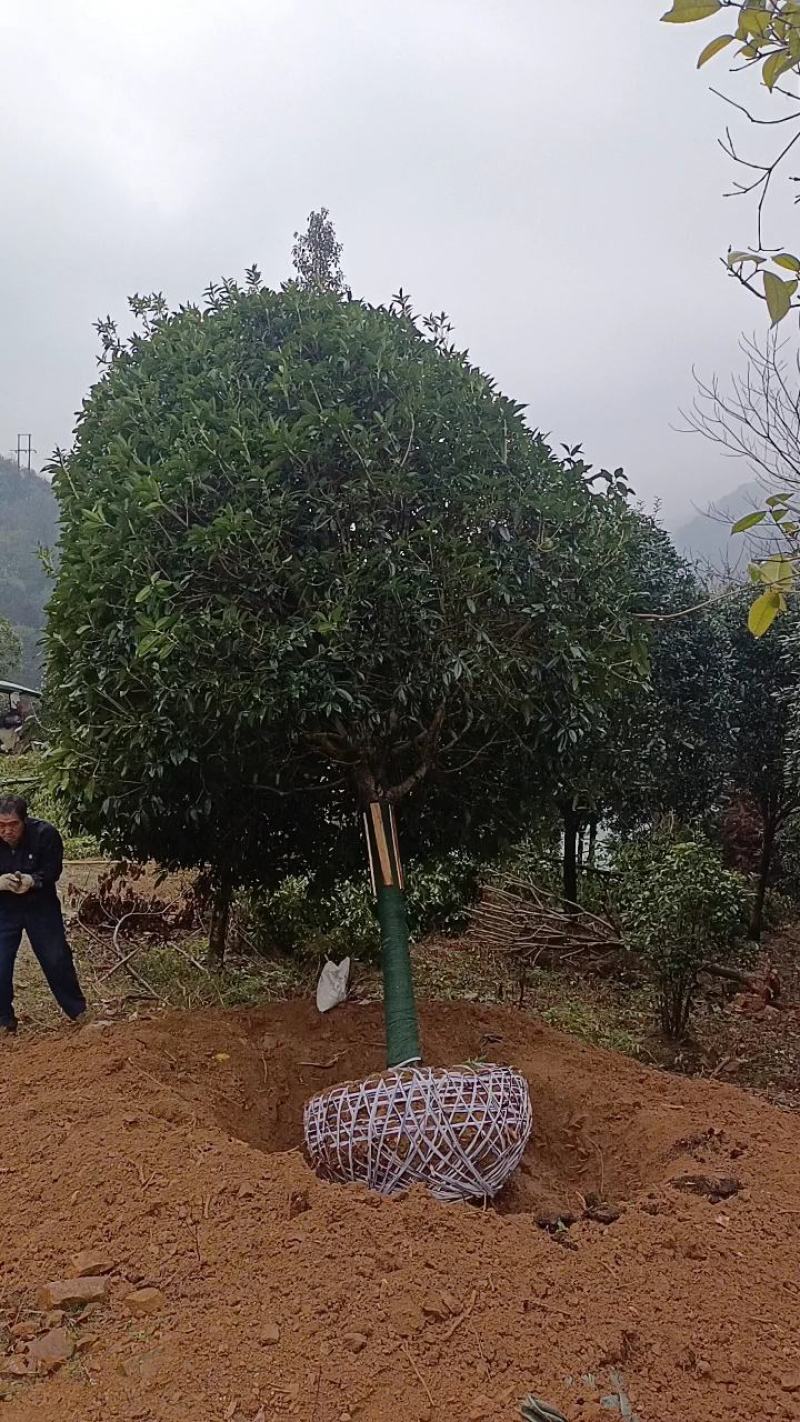 桂花，金桂，精品精修，自家苗圃一手货源，10至20公分